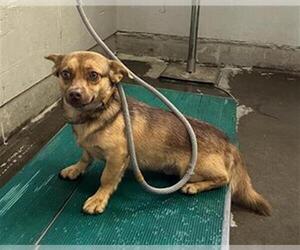 Chihuahua Dogs for adoption in Camarillo, CA, USA