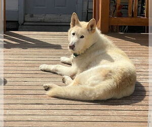 German Shepherd Dog Dogs for adoption in Bellingham, WA, USA