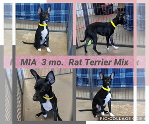 Rat-Cha Dogs for adoption in Mesa, AZ, USA