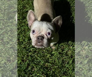 French Bulldog Dogs for adoption in Dumont, NJ, USA