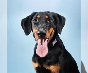 Doberman Pinscher Dogs for adoption in Chula Vista, CA, USA