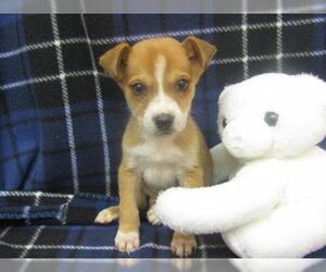 Sheprador Dogs for adoption in York, SC, USA