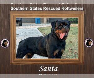Rottweiler Dogs for adoption in White Hall, AR, USA