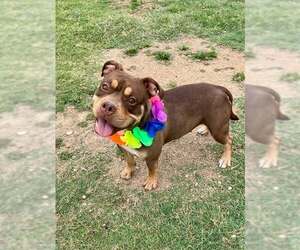 American Pit Bull Terrier-Unknown Mix Dogs for adoption in McKinney, TX, USA