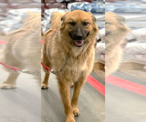 Australian Shepherd-Unknown Mix Dogs for adoption in Winter Park, CO, USA