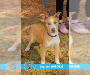 Siberian Husky Dogs for adoption in Mobile, AL, USA
