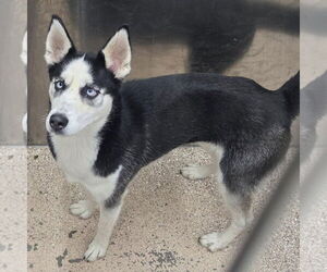 - Mix Dogs for adoption in Martinsburg, WV, USA