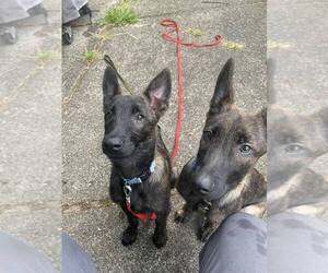 Holland Shepherd Dogs for adoption in Imlay City, MI, USA
