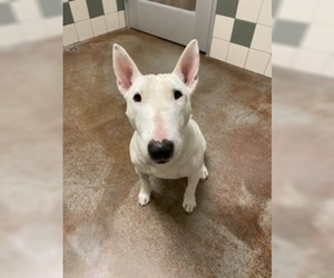 Bull Terrier Dogs for adoption in Salinas, CA, USA