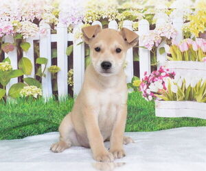 Mutt Dogs for adoption in Oroville, CA, USA