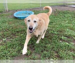 Golden Retriever Dogs for adoption in Hillsdale, IN, USA