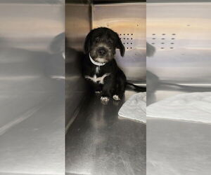 Poodle (Standard)-Unknown Mix Dogs for adoption in Rancho Cucamonga, CA, USA