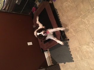 English Springer Spaniel Dogs for adoption in Fenton, MO, USA