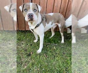 American Bulldog-Catahoula Leopard Dog Mix Dogs for adoption in Clifton, TX, USA