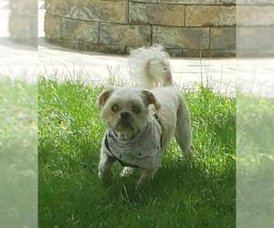 Shih Tzu-Unknown Mix Dogs for adoption in Taunton, MA, USA