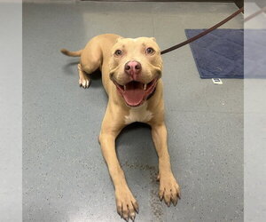 American Pit Bull Terrier Dogs for adoption in Denver, CO, USA
