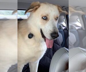 Great Pyrenees-Huskies  Mix Dogs for adoption in Winston Salem, NC, USA
