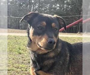 Mutt Dogs for adoption in Yardley, PA, USA