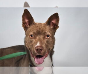 Siberian Husky-Unknown Mix Dogs for adoption in Fort Collins, CO, USA