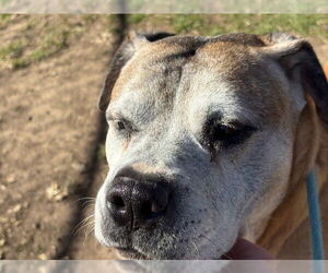 Boxer-Unknown Mix Dogs for adoption in Tulsa, OK, USA