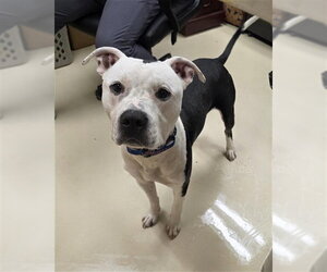Mutt Dogs for adoption in Center Township, PA, USA