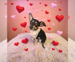 Rat Terrier-Unknown Mix Dogs for adoption in Cranston, RI, USA