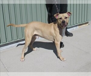 Bullypit Dogs for adoption in Louisville, KY, USA