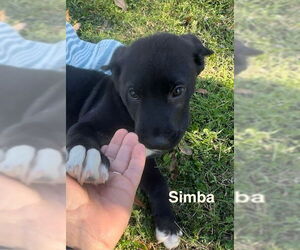 American Pit Bull Terrier-Labrador Retriever Mix Dogs for adoption in Oak Bluffs, MA, USA