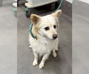 Corgiranian Dogs for adoption in Forestville, MD, USA