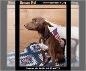 Miniature Pinscher-Unknown Mix Dogs for adoption in Benton, PA, USA