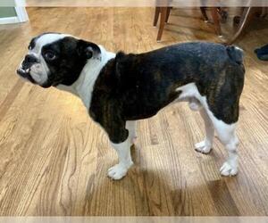 Bulldog Dogs for adoption in Maryville, TN, USA