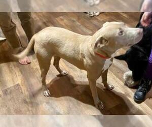 Weimaraner Dogs for adoption in Minneapolis, MN, USA