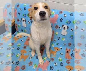 Collie-Unknown Mix Dogs for adoption in Grovetown, GA, USA