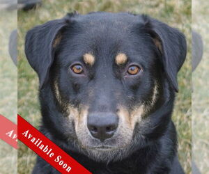 Doberman Pinscher-German Shepherd Dog Mix Dogs for adoption in Huntley, IL, USA