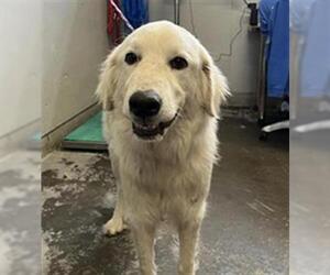 Great Pyrenees Dogs for adoption in Camarillo, CA, USA