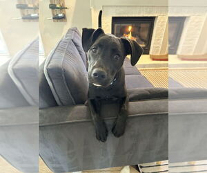 Labrador Retriever-Unknown Mix Dogs for adoption in Springdale, PA, USA