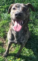 Plott Hound-Unknown Mix Dogs for adoption in Erwin , TN, USA
