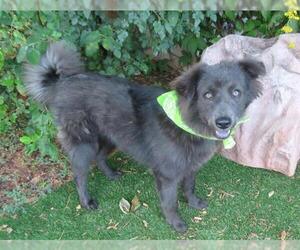 Chow Chow-Unknown Mix Dogs for adoption in Oklahoma City, OK, USA