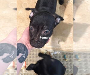 Staffordshire Bull Terrier-Unknown Mix Dogs for adoption in Holly Springs, NC, USA