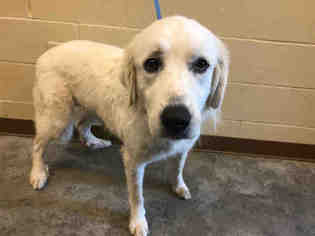 Great Pyrenees Dogs for adoption in Texas City, TX, USA