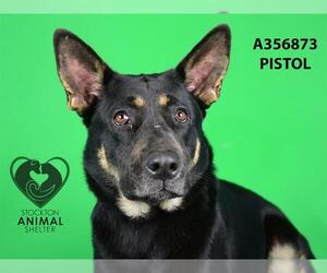 German Shepherd Dog-Unknown Mix Dogs for adoption in Stockton, CA, USA