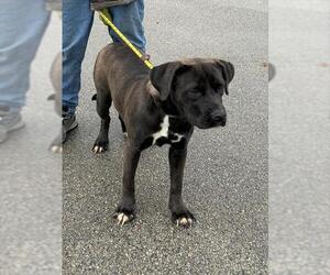 Black Mouth Cur Dogs for adoption in Louisville, KY, USA