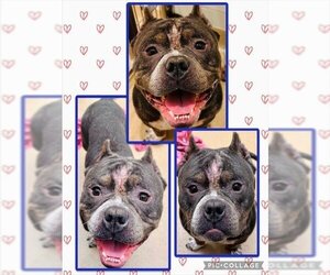 American Staffordshire Terrier Dogs for adoption in Derwood, MD, USA