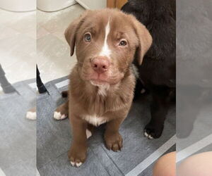 Labrador Retriever-Unknown Mix Dogs for adoption in Claremore, OK, USA