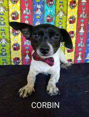 Rat-Cha Dogs for adoption in Lytle, TX, USA