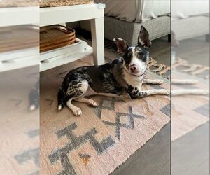 Australian Kelpie Dogs for adoption in Atlanta, GA, USA