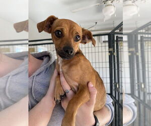 Chihuahua-Unknown Mix Dogs for adoption in Bolivar, MO, USA