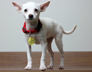 Small American Eskimo Dog-Chihuahua Mix