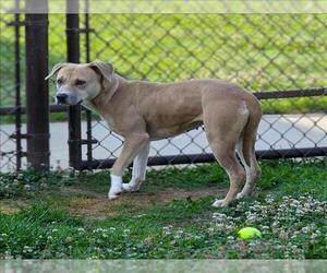 American Pit Bull Terrier Dogs for adoption in Grovetown, GA, USA
