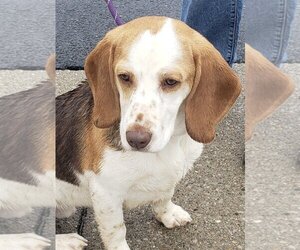 Bagle Hound Dogs for adoption in Batavia, OH, USA